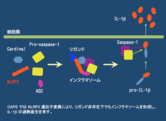 CAPSの病態