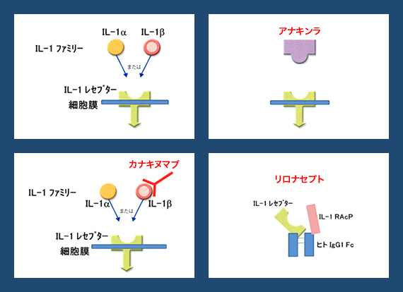 CAPS治療薬の作用機序