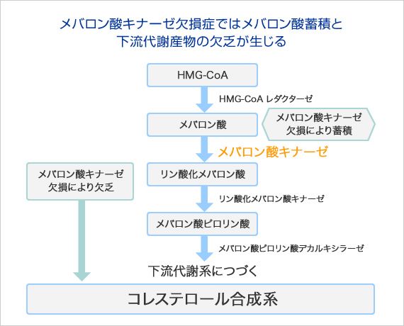 メバロン酸キナーゼ欠損症ではメバロン酸蓄積と下流代謝産物の欠乏が生じる