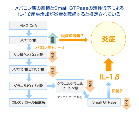 メバロン酸の蓄積とSmall GTPaseの活性低下によるIL-1β産生増加が炎症を惹起すると推定されている