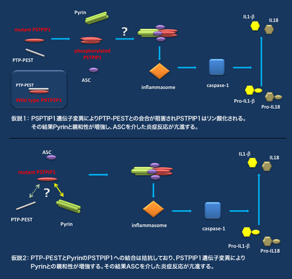 推定されているPAPA症候群の病態